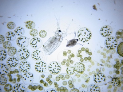 顕微鏡で生物観察 つくば開成学園高等学校