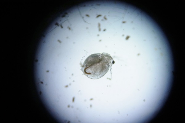 生物観察 カエル ミジンコ つくば開成学園高等学校